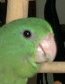 Meet Spirit!